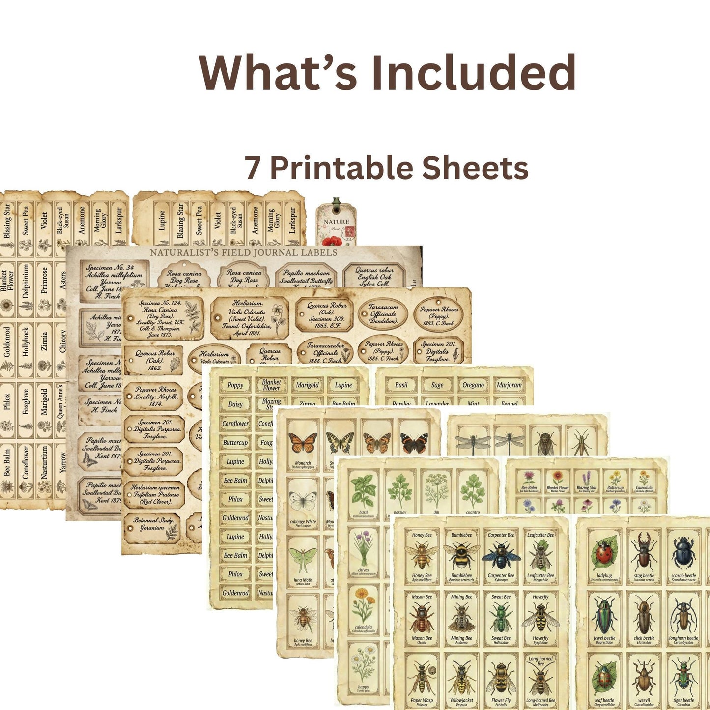 Vintage Naturalist Ephemera Kit | Printable Junk Journal Bundle | Botanical Labels & Specimen Cards