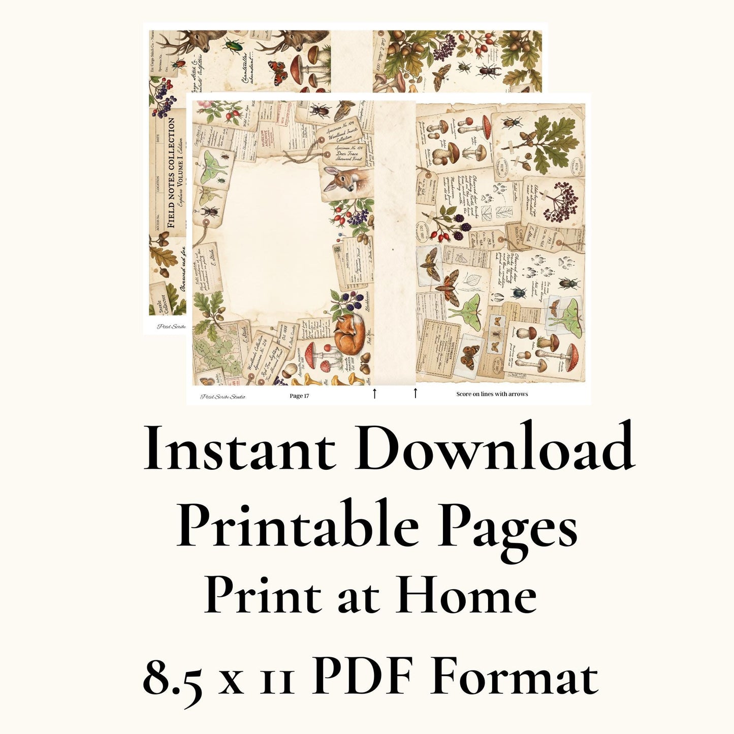 Archive Correspondence Accordion File Folder Kit | Printable File Folder Organizer | Vintage Natural History Journal Ephemera | Digital