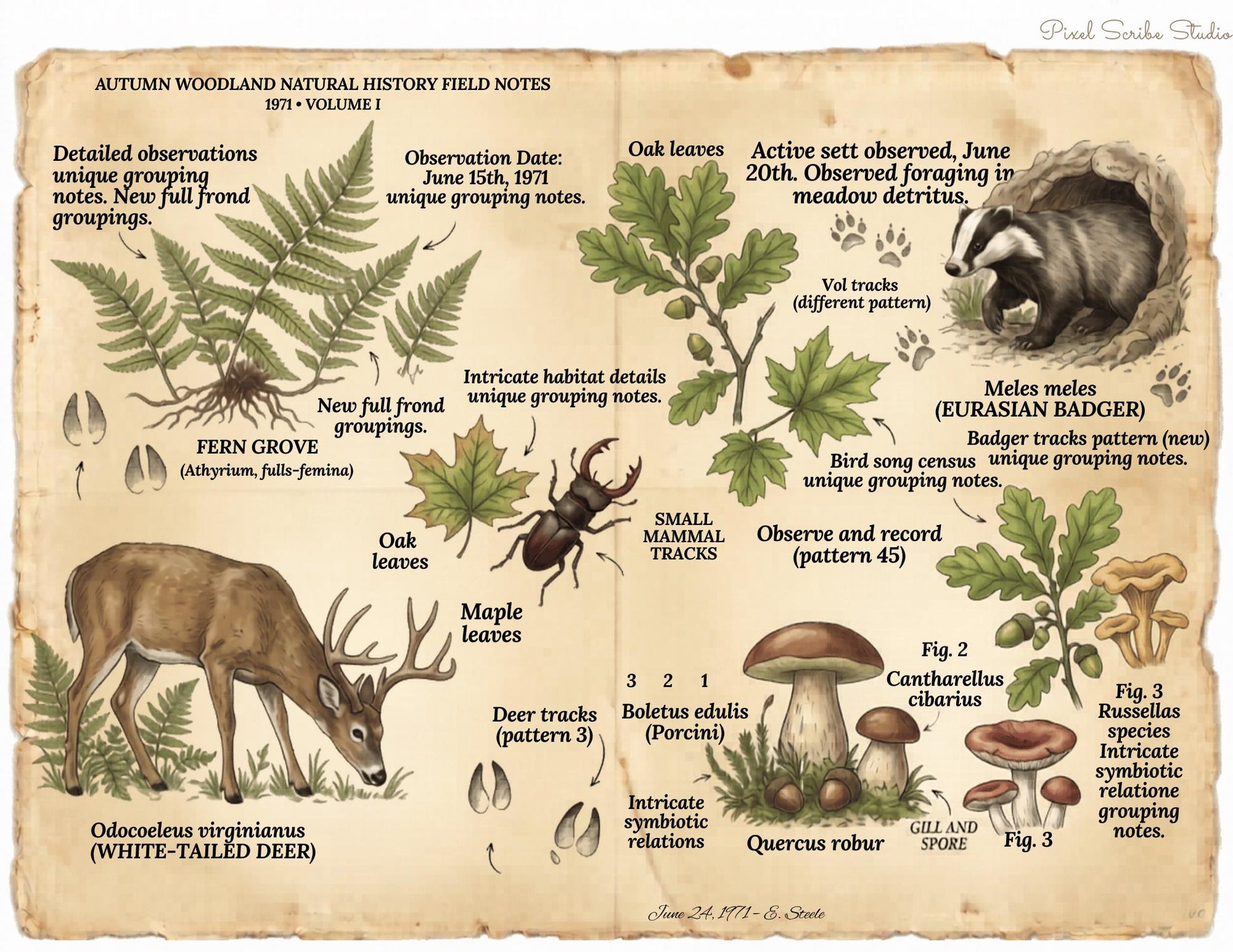Autumn Woodland Natural History Field Notes Printable Journal Kit | 1971 Vol. I Vintage Woodland Pages