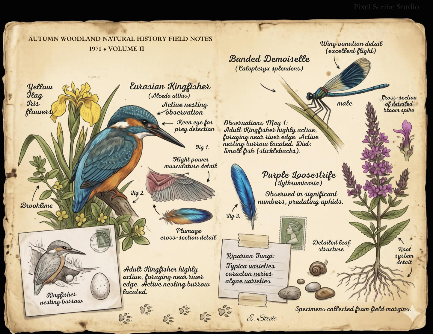 Field Notes Woodland Natural History Vol II Printable Junk Journal Pages, Vintage Woodland Ephemera, Nature Journal, Botanical Papers