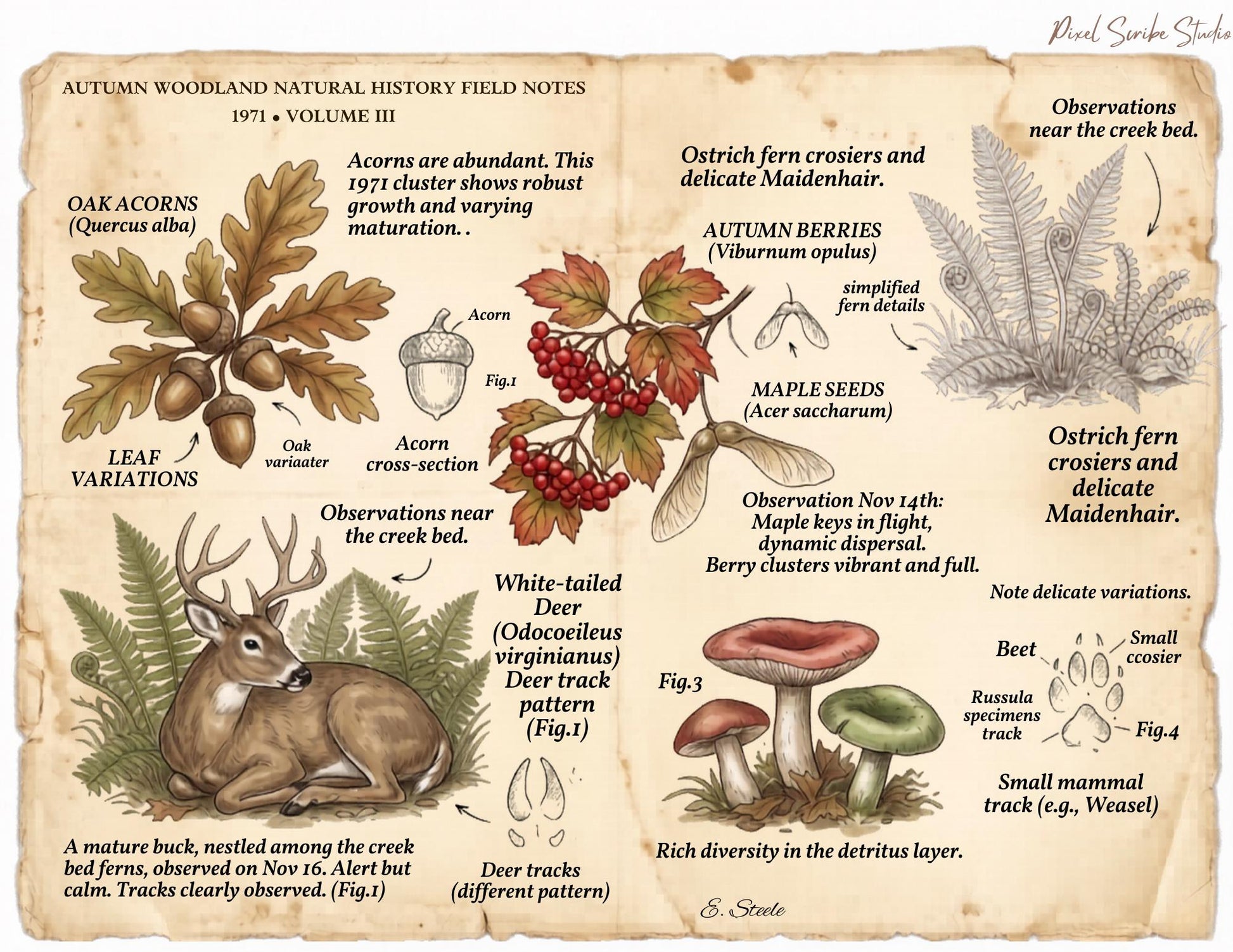 Autumn Woodland Field Notes Volume III Printable Pages | Woodland Junk Journal Kit | Vintage Nature Ephemera