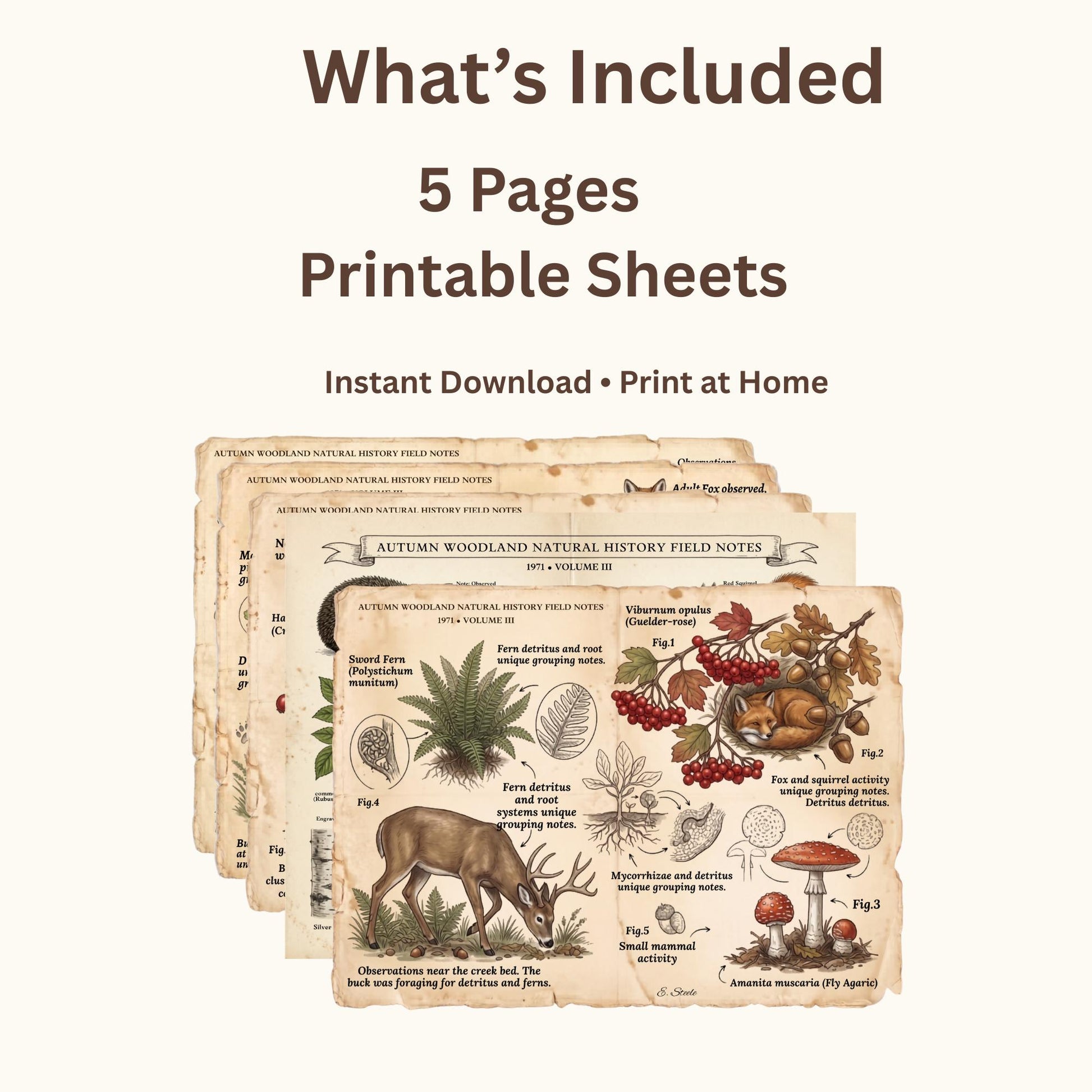 Autumn Woodland Field Notes Volume III Printable Pages | Woodland Junk Journal Kit | Vintage Nature Ephemera