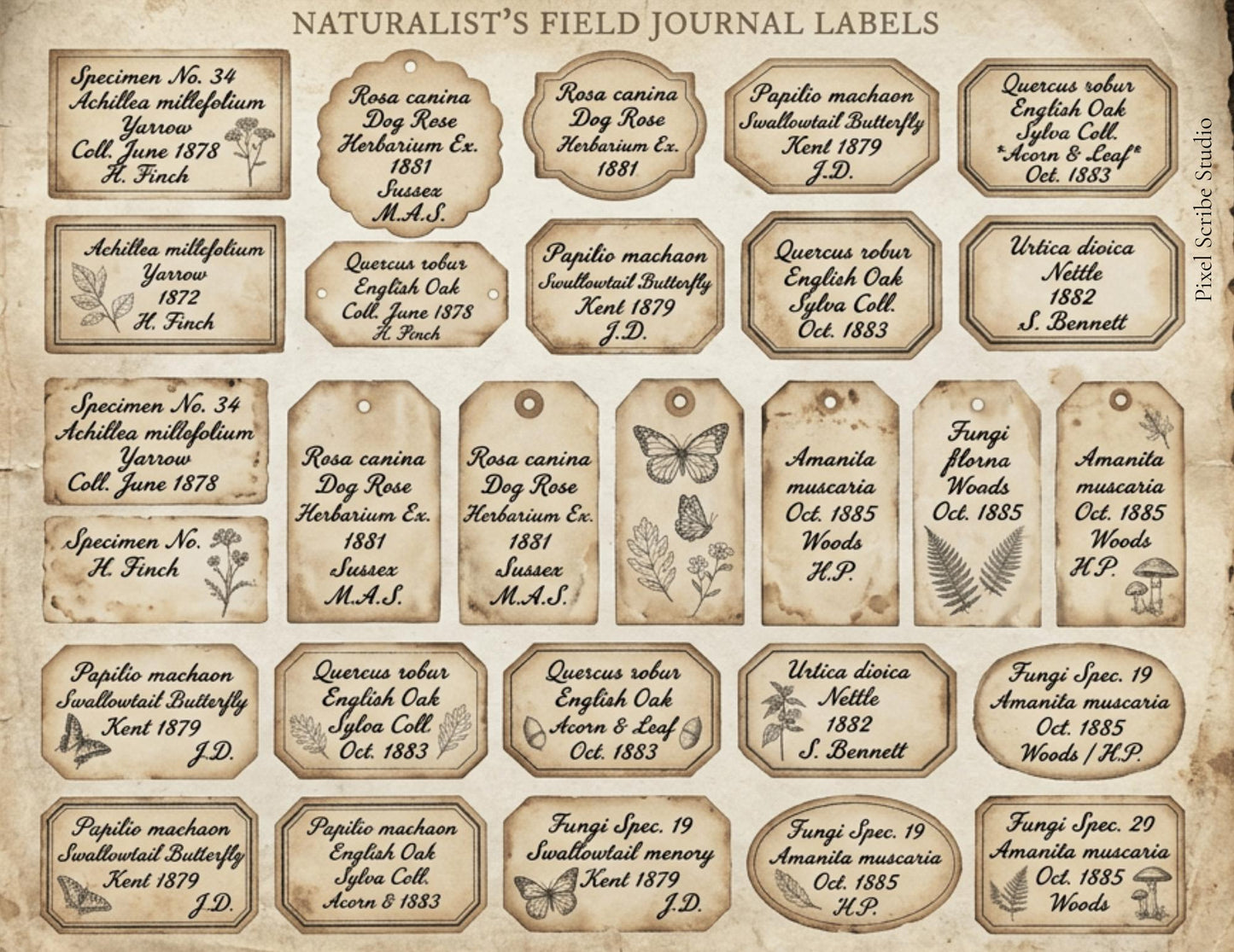 Vintage Naturalist Ephemera Kit | Printable Junk Journal Bundle | Botanical Labels & Specimen Cards