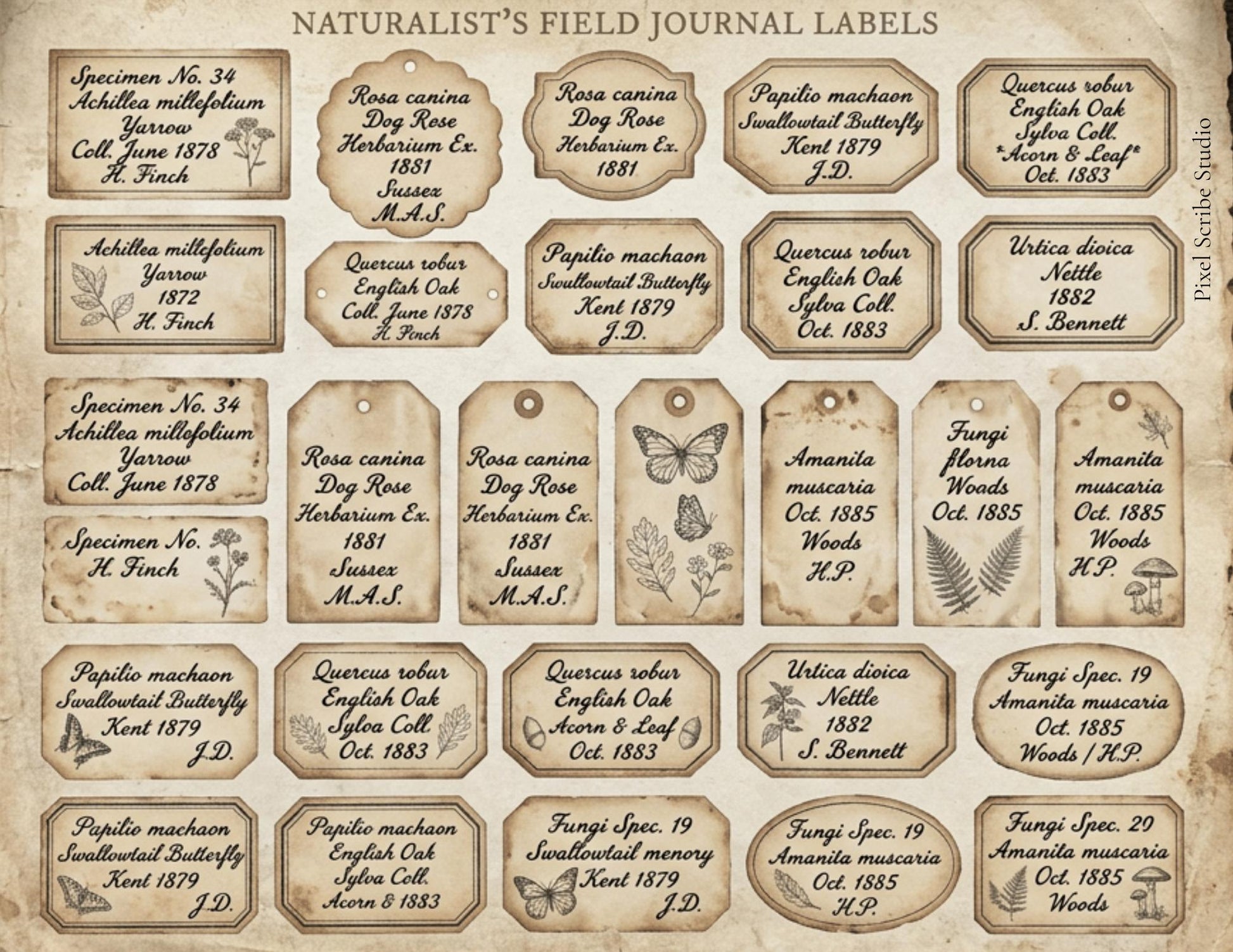 Vintage Naturalist Ephemera Kit | Printable Junk Journal Bundle | Botanical Labels & Specimen Cards