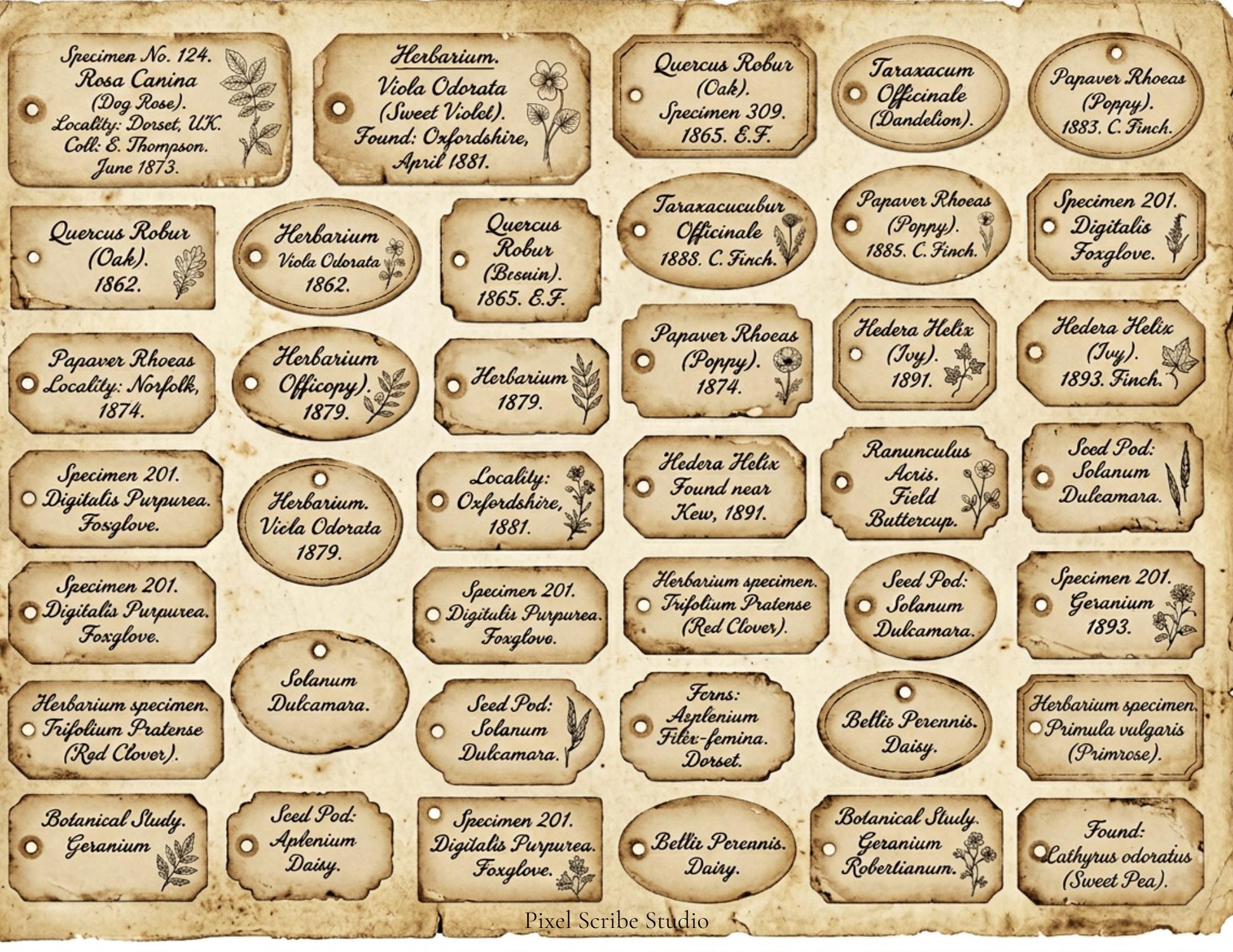 Vintage Naturalist Ephemera Kit | Printable Junk Journal Bundle | Botanical Labels & Specimen Cards