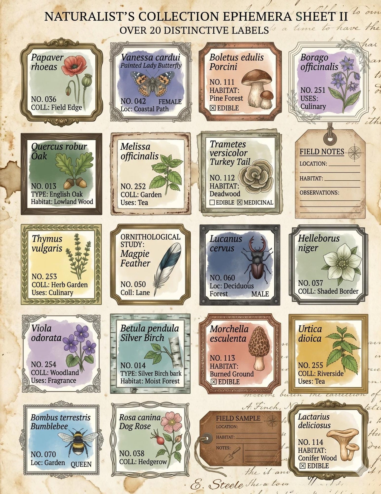 Naturalist’s Field Study Collection | Printable Botanical & Zoological Ephemera, Vintage Specimen Labels, Junk Journal Kit