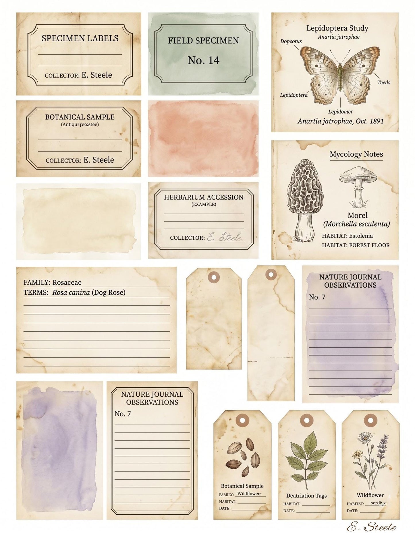 Naturalist’s Botanical Study Collection | Printable Vintage Ephemera, Botanical Labels, Mushroom & Butterfly Junk Journal Kit