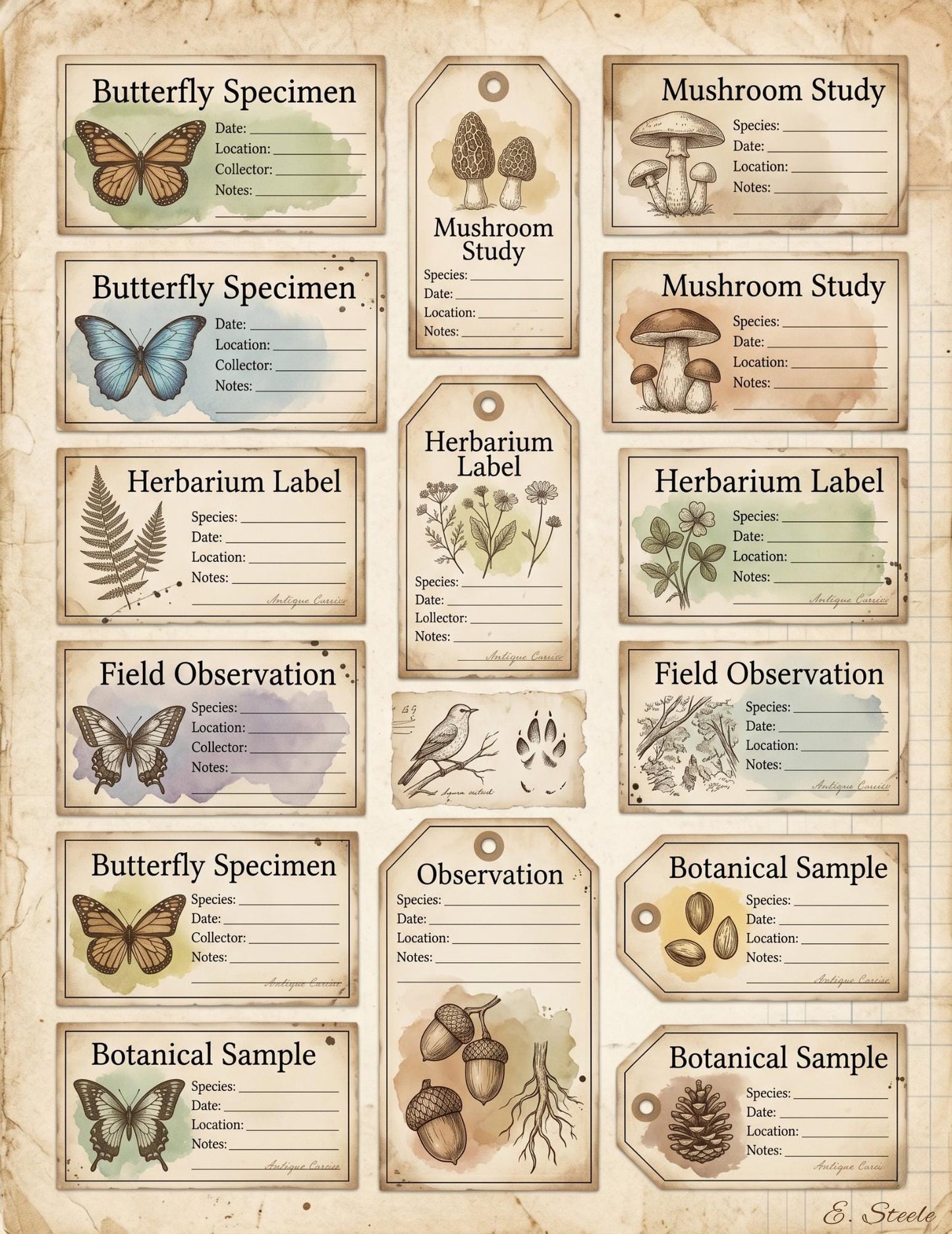 Naturalist’s Botanical Study Collection | Printable Vintage Ephemera, Botanical Labels, Mushroom & Butterfly Junk Journal Kit