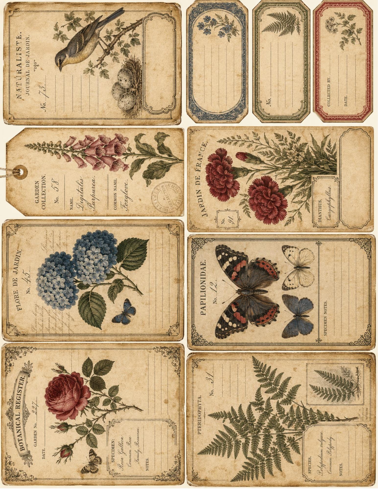 Victorian Archive Labels & Specimen Cards | Printable Natural History Ephemera | Junk Journal Printable Kit
