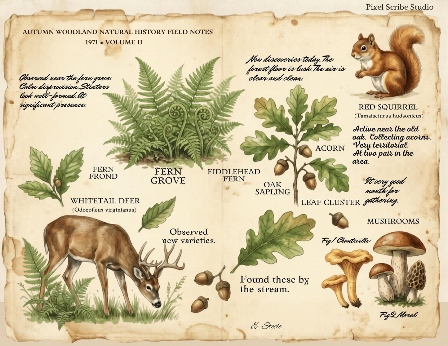 Field Notes Woodland Natural History Vol II Printable Junk Journal Pages, Vintage Woodland Ephemera, Nature Journal, Botanical Papers