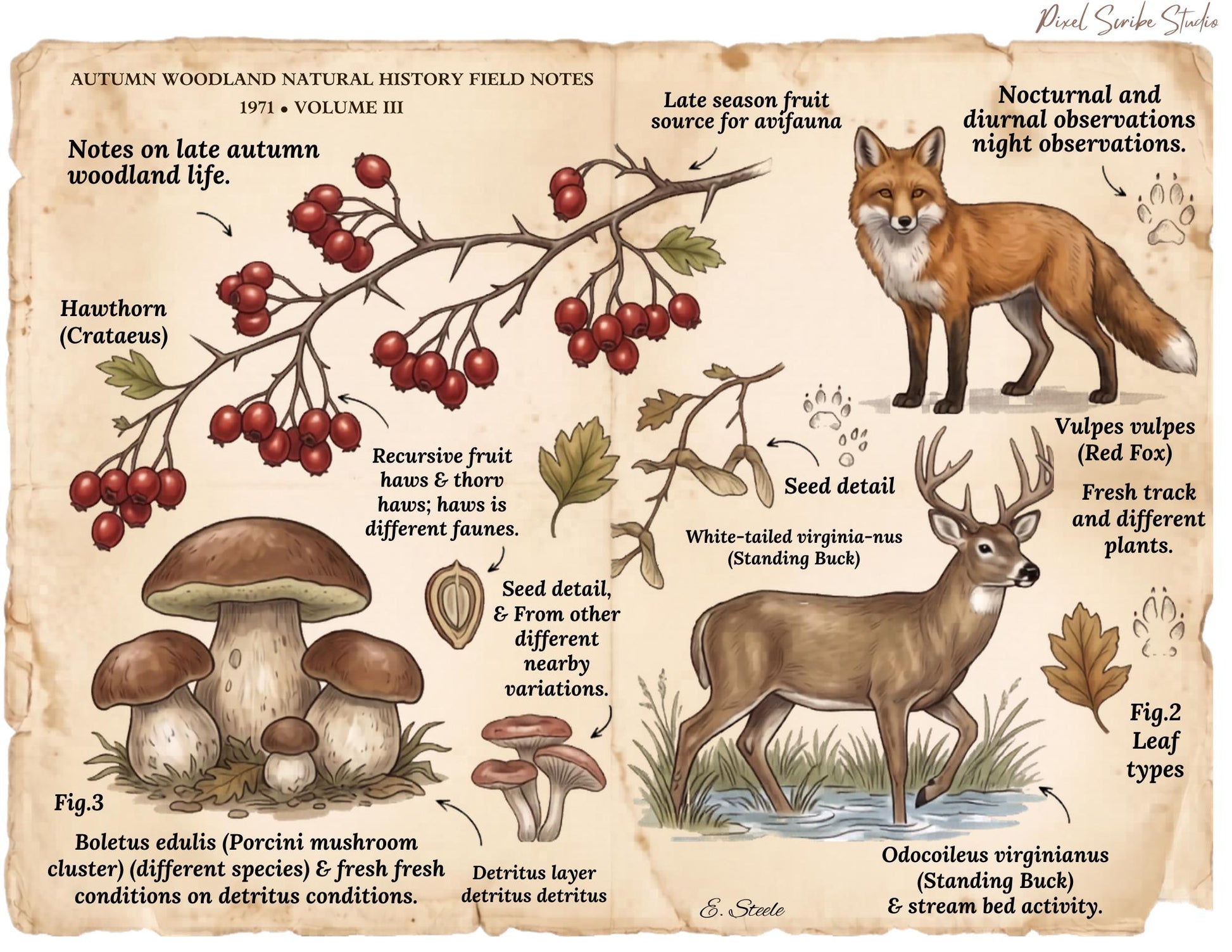 Autumn Woodland Field Notes Volume III Printable Pages | Woodland Junk Journal Kit | Vintage Nature Ephemera
