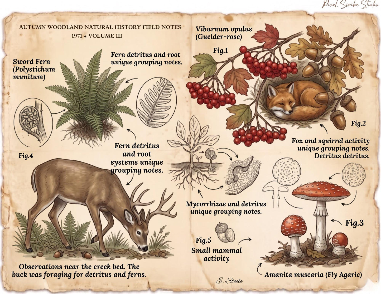 Autumn Woodland Field Notes Volume III Printable Pages | Woodland Junk Journal Kit | Vintage Nature Ephemera