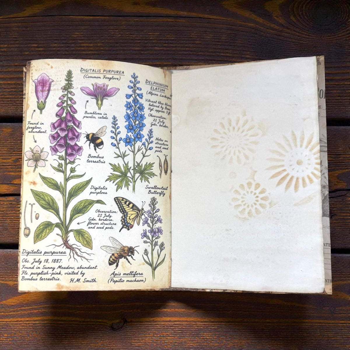 Fox Softcover Writing Notebook |Chosen Pieces Journal | Woodland Fox Ephemera Journal