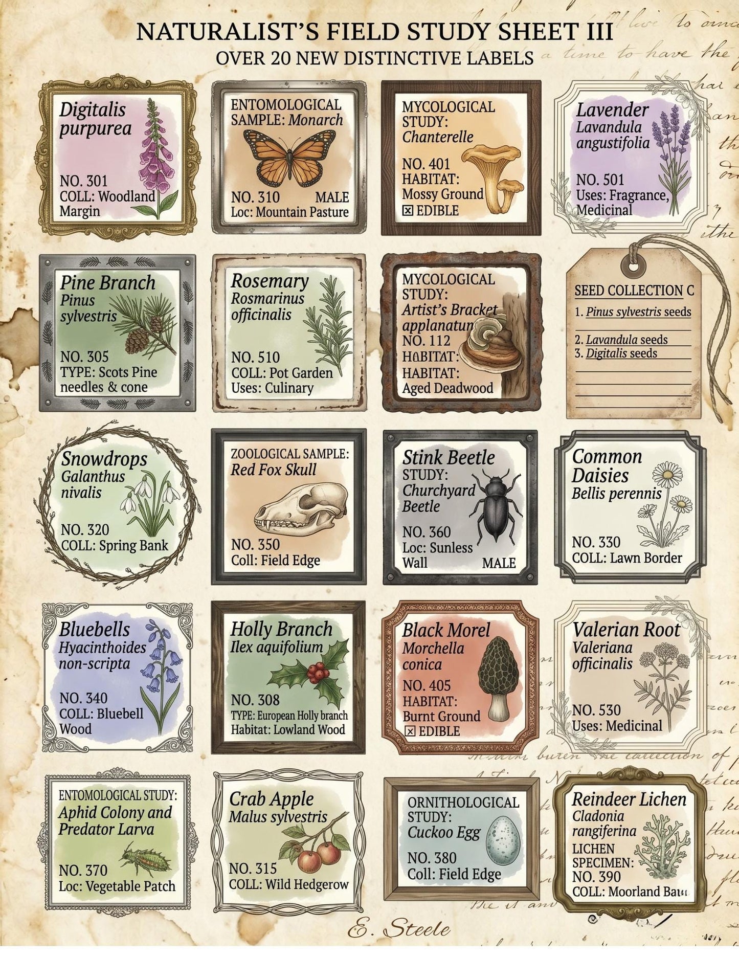 Naturalist’s Field Study Collection | Printable Botanical & Zoological Ephemera, Vintage Specimen Labels, Junk Journal Kit
