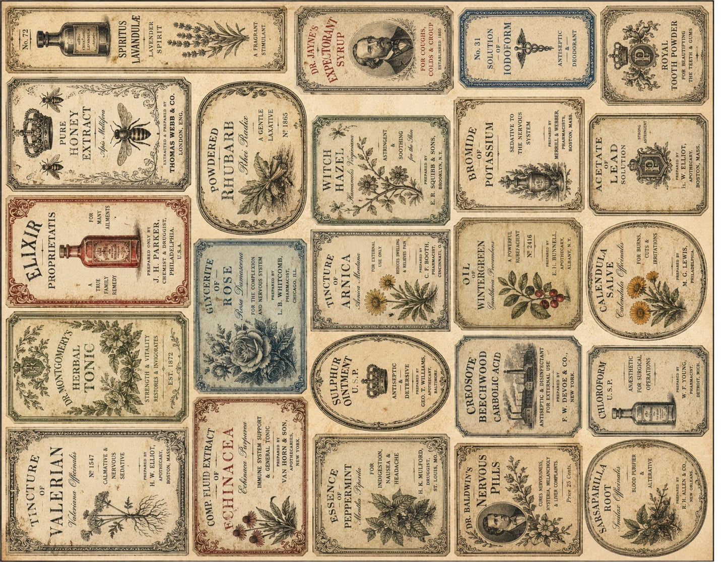 Victorian Archive Labels & Specimen Cards | Printable Natural History Ephemera | Junk Journal Printable Kit