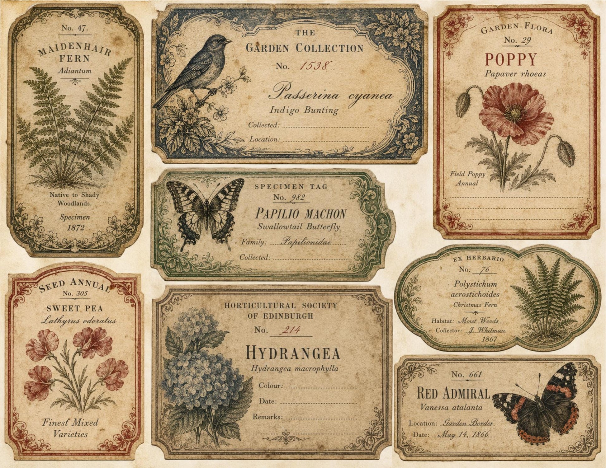 Victorian Archive Labels & Specimen Cards | Printable Natural History Ephemera | Junk Journal Printable Kit