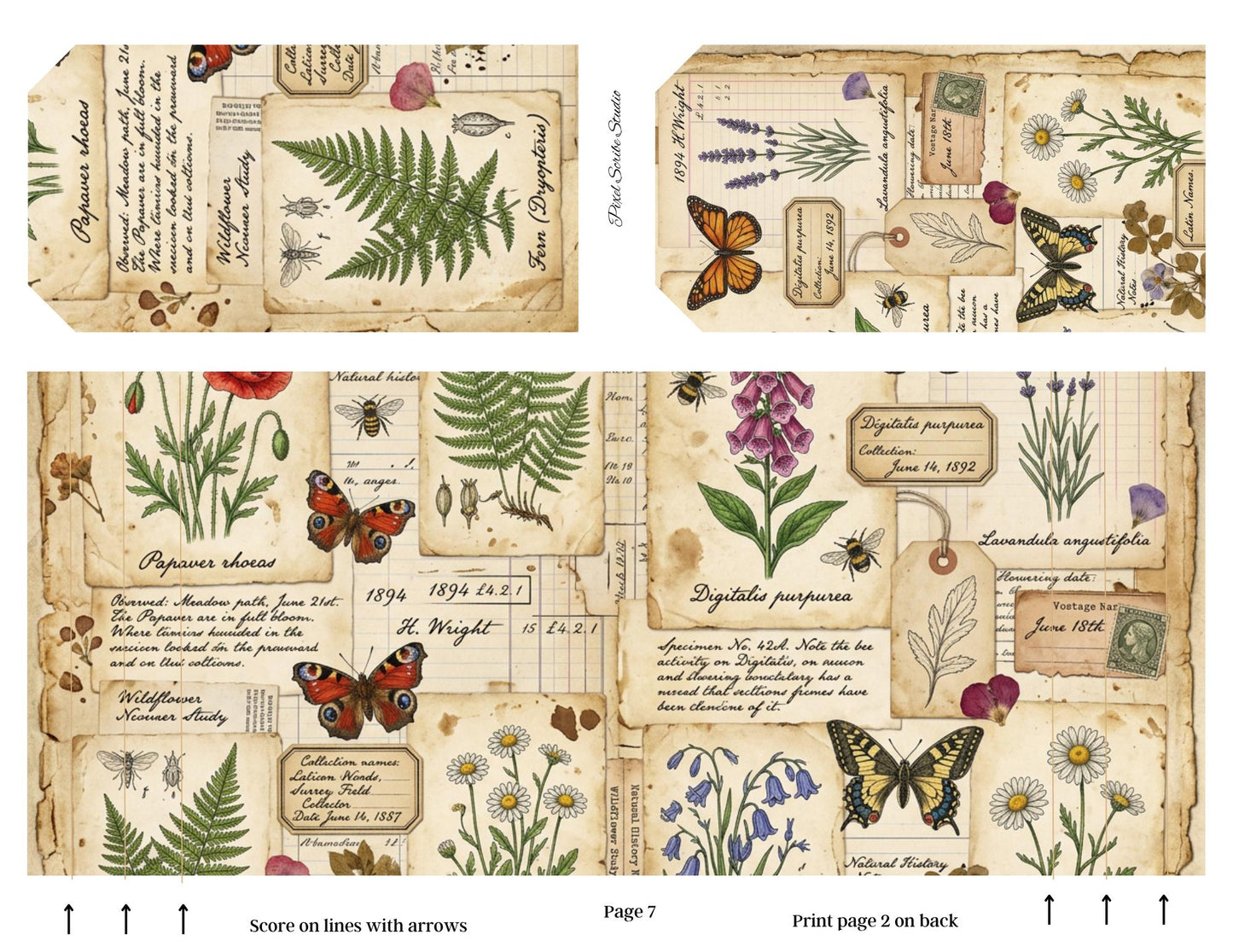 Botanical Field Notes Accordion File Folder Printable | Vintage Nature Ephemera Organizer Kit | Junk Journal Storage System