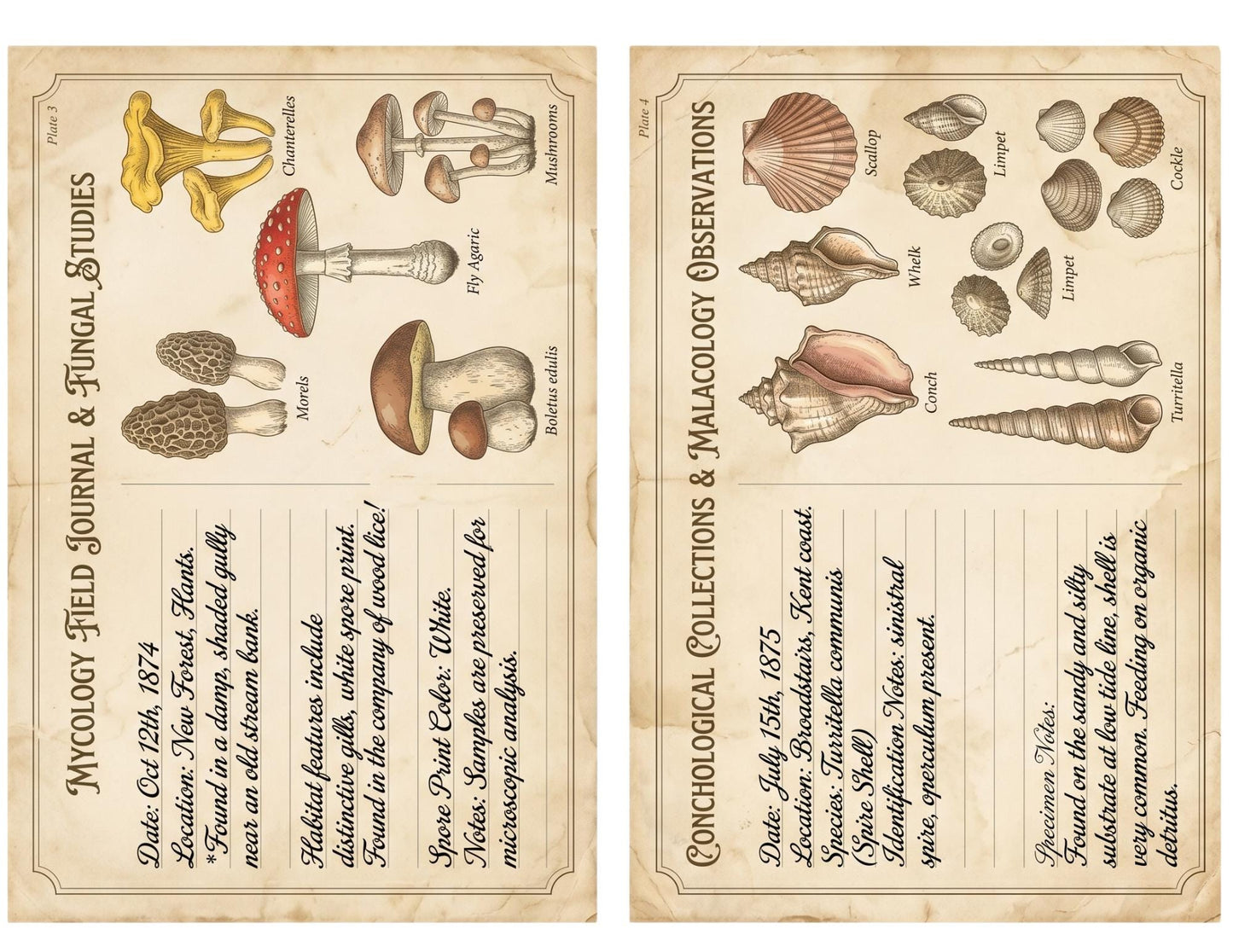 Naturalist Correspondence Archive Volume I | Woodland Field Notes Printable Kit, Nature Journal Ephemera, Observation Records, Journal Pages