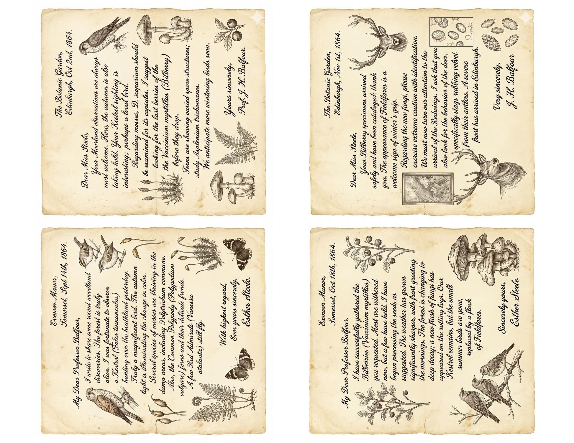 Naturalist Correspondence Archive Volume I | Woodland Field Notes Printable Kit, Nature Journal Ephemera, Observation Records, Journal Pages