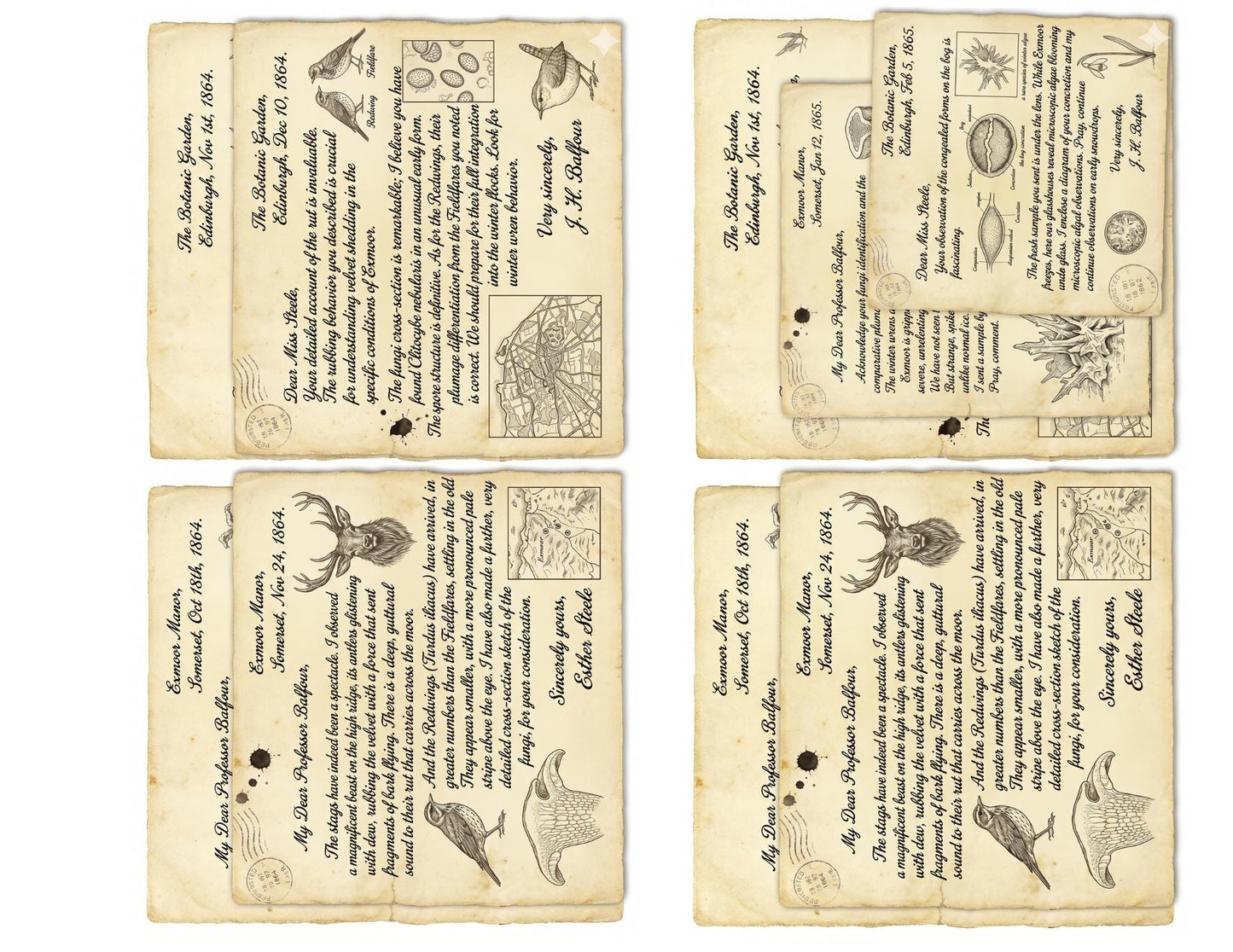 Naturalist Correspondence Archive Volume I | Woodland Field Notes Printable Kit, Nature Journal Ephemera, Observation Records, Journal Pages