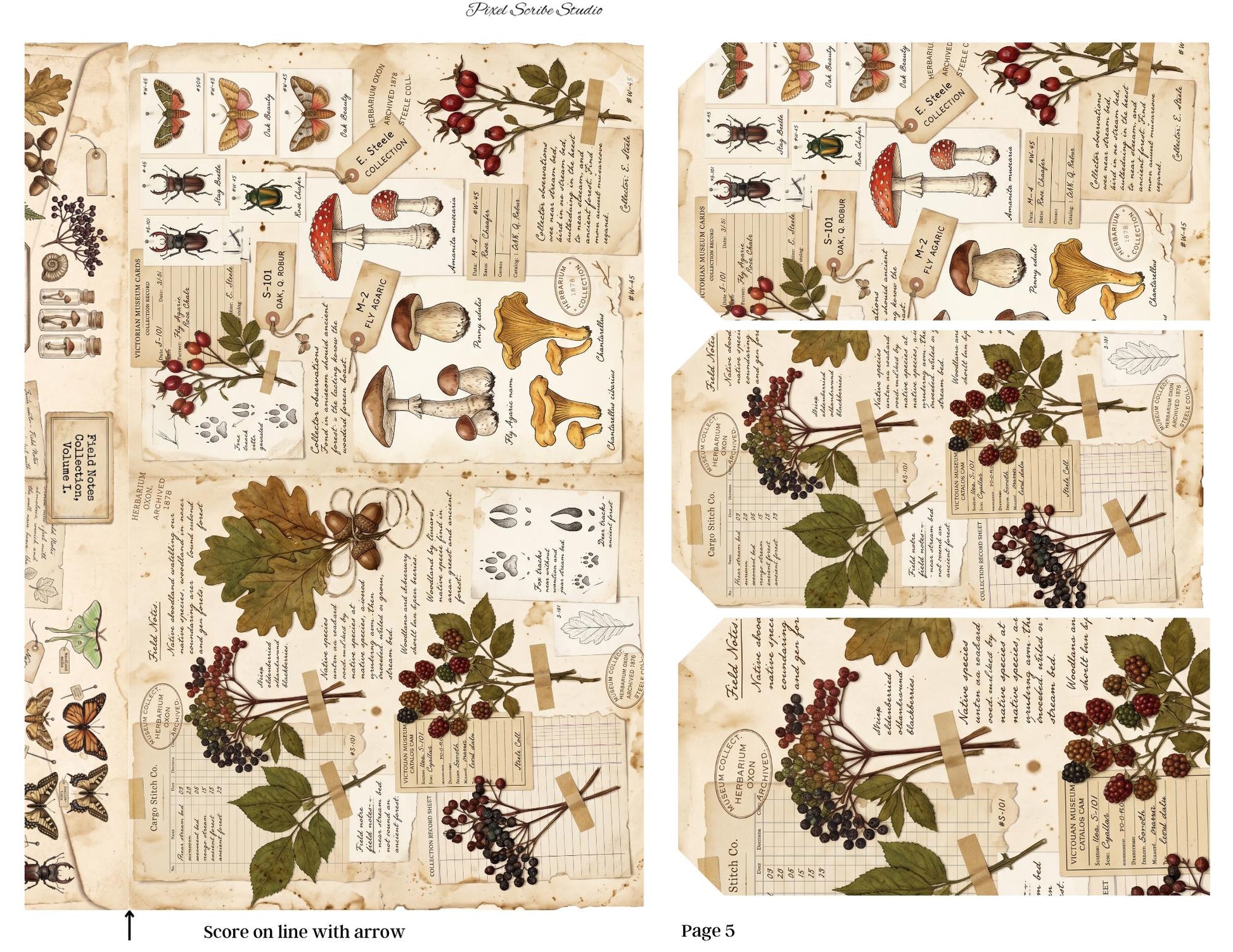 Archive Correspondence Accordion File Folder Kit | Printable File Folder Organizer | Vintage Natural History Journal Ephemera | Digital