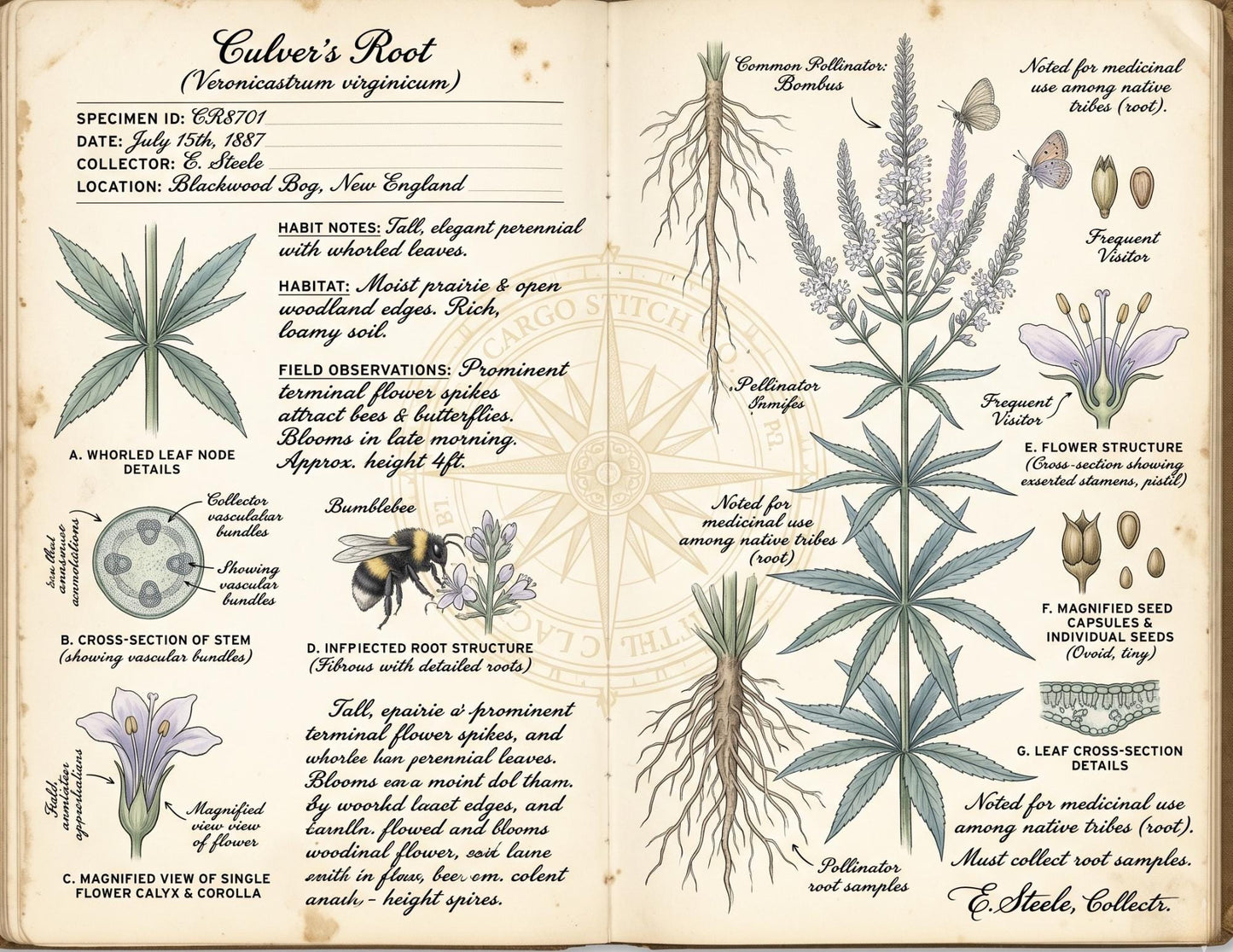 Moon Garden Botanical Society Field Notes & Specimens | Botanical Journal Pages | Vintage Nature Archive | Printable Junk Journal Kit