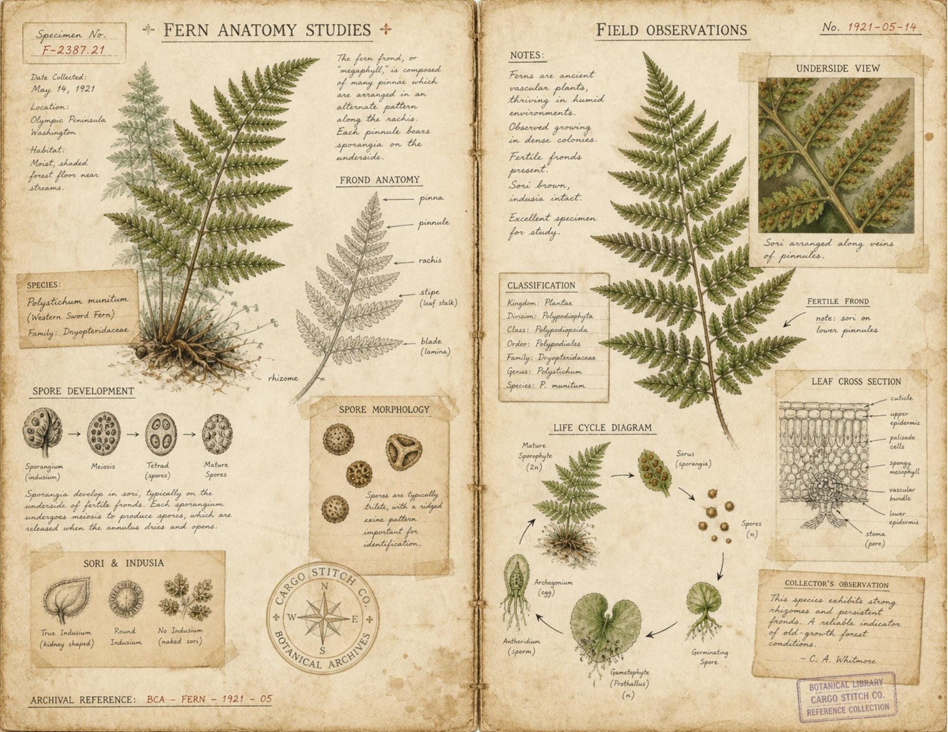Eleanor's Conservatory Archives Fern Collection | Botanical Journal Papers | Vintage Botanical Ephemera | Printable Nature Collection