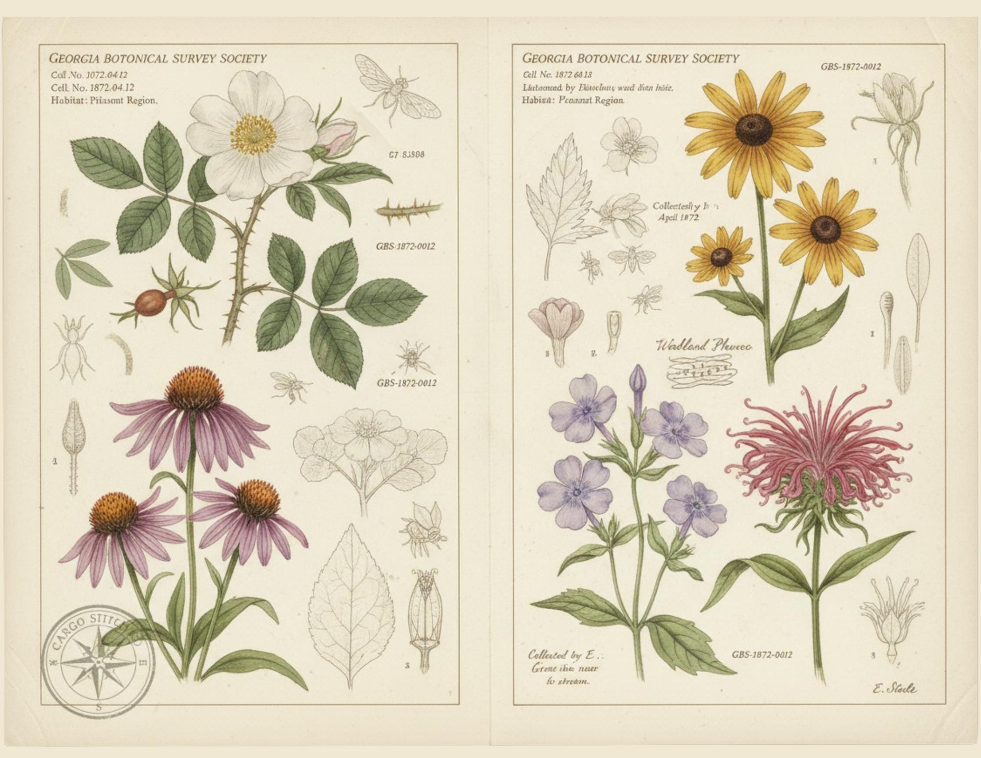 Georgia Botanical Survey Society Native Flora Collection | Vintage Botanical Wildflower & Bird Studies Natural History Ephemera