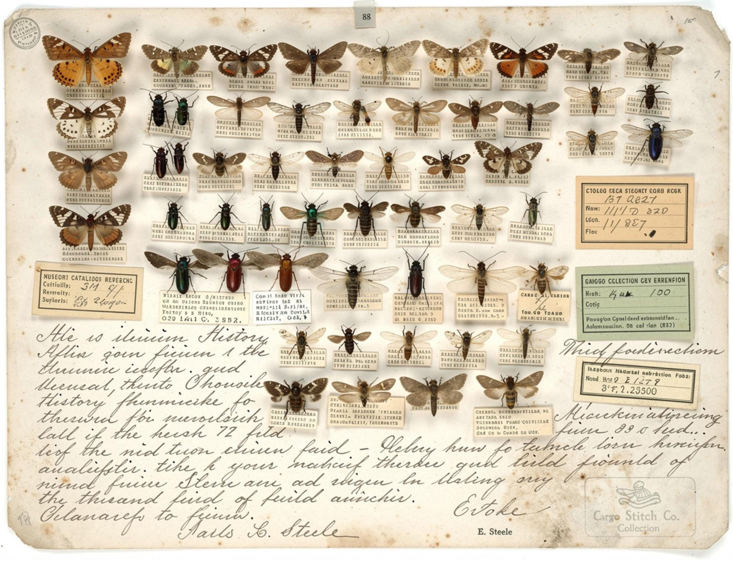Georgia Natural History Collection Museum Box | Botanical Museum Papers | Vintage Nature Ephemera | Scientific Journal Printables