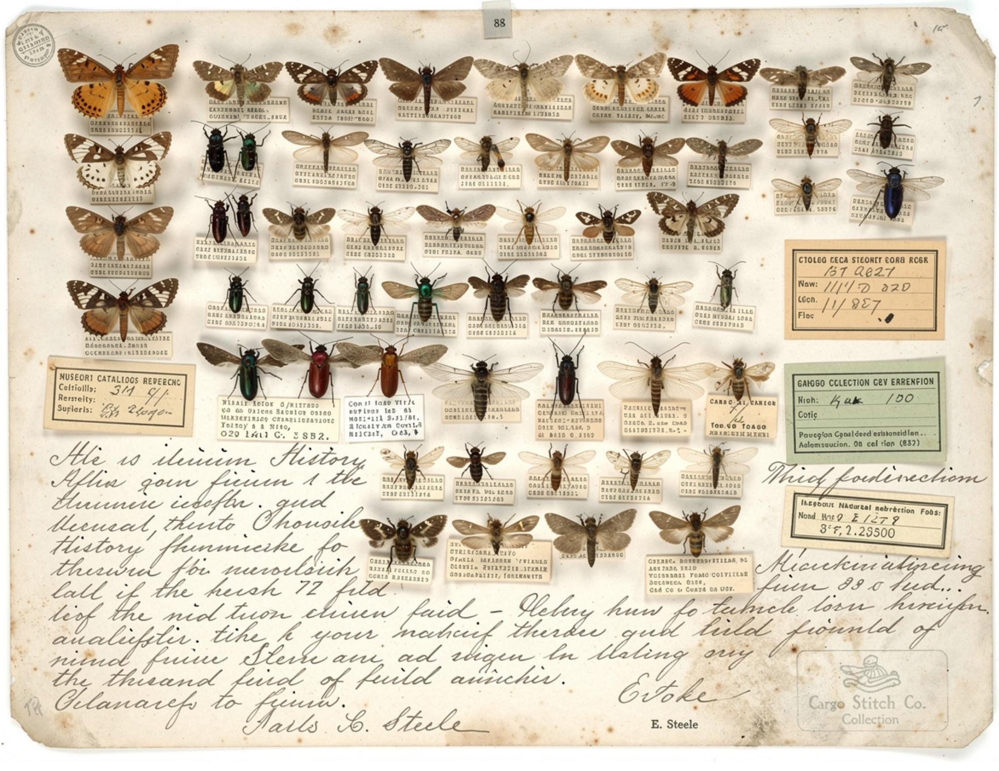 Georgia Natural History Collection Museum Box | Botanical Museum Papers | Vintage Nature Ephemera | Scientific Journal Printables