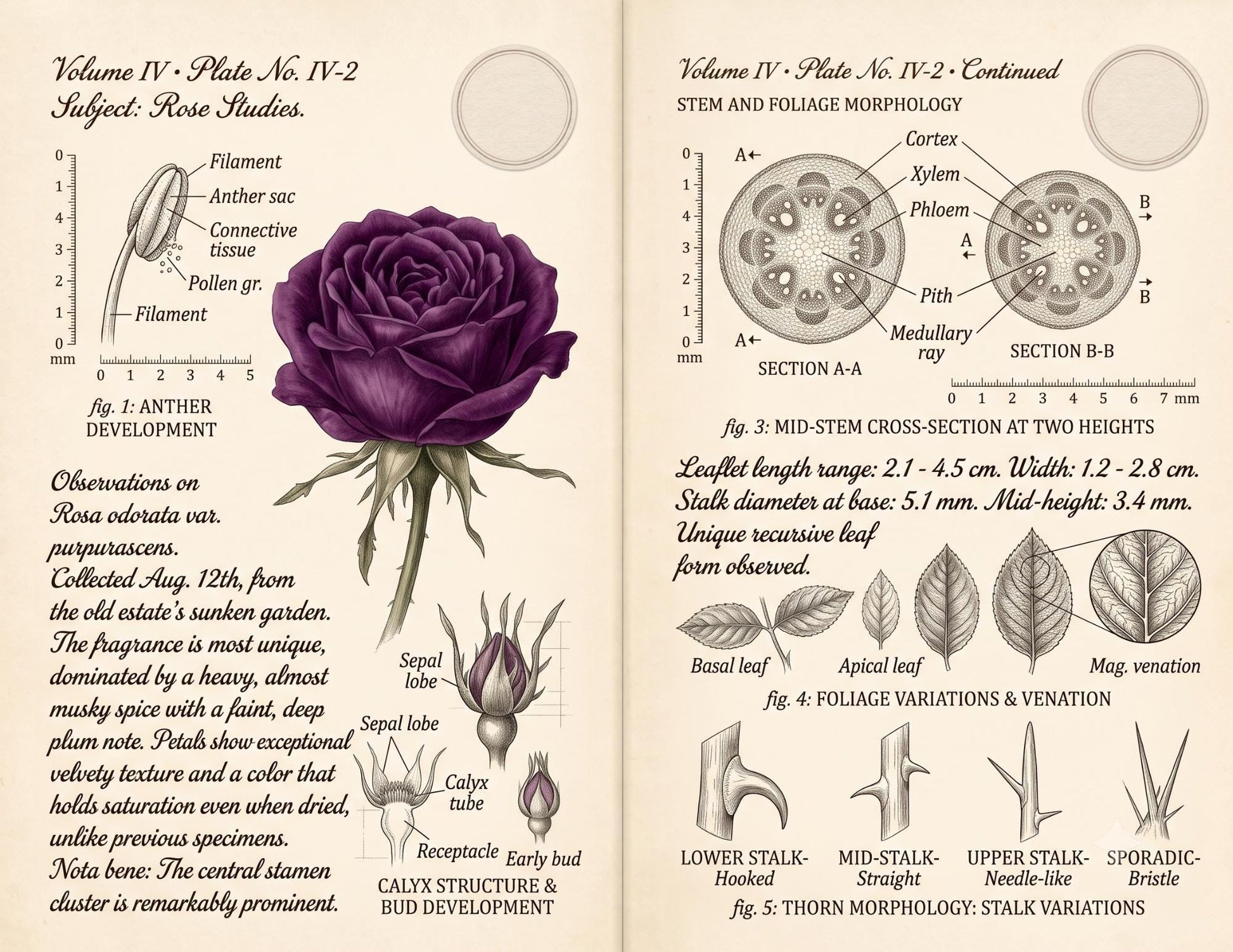 Eleanor's Conservatory Archives™ | Vintage Rose Botanical Studies | Printable Junk Journal Kit | Botanical Field Notes | Digital PDF