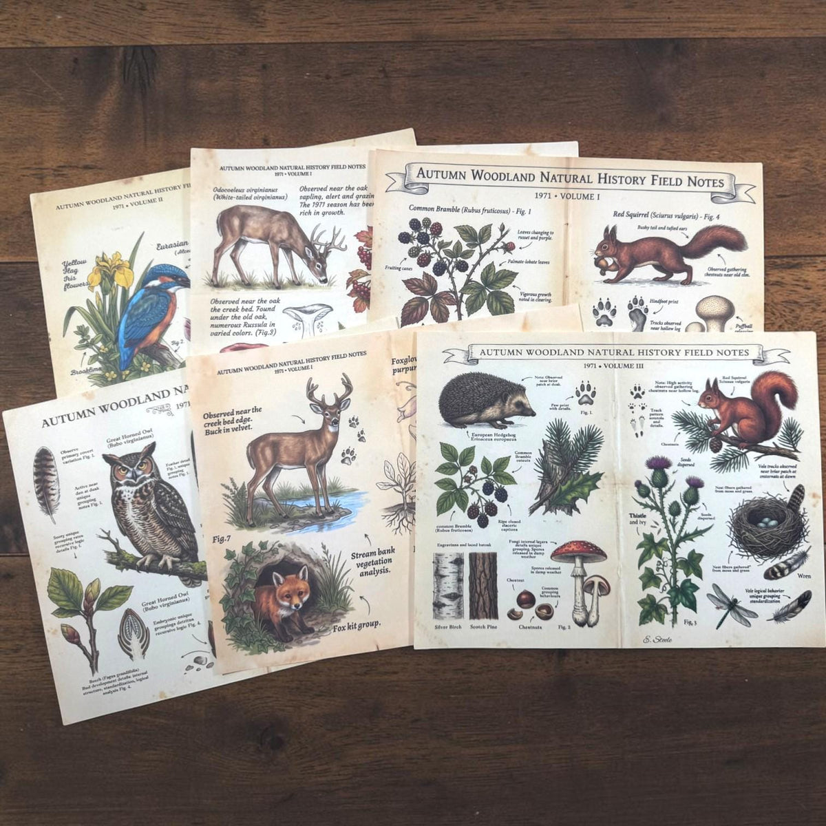 Woodland Field Notes Ephemera Collection | Handmade Woodland Junk Journal Ephemera, Botanical Nature Craft Kit, Vintage Naturalist Paper