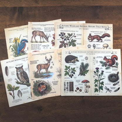 Woodland Field Notes Ephemera Collection | Handmade Woodland Junk Journal Ephemera, Botanical Nature Craft Kit, Vintage Naturalist Paper